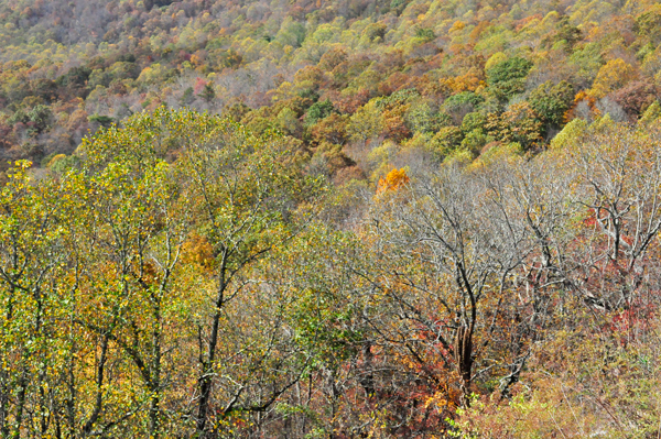 fall colors